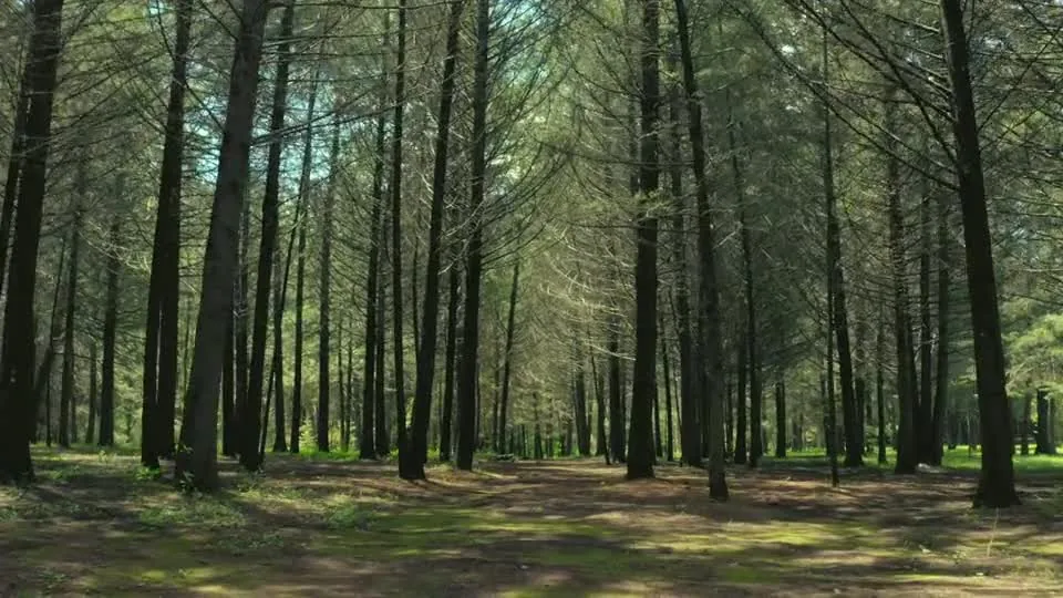 Lumière naturelle traversant une forêt verdoyante