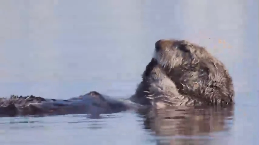 Une loutre flotte à la surface de l’eau, dans le film EGO x WWF : Lettre d’amour à l’espoir.